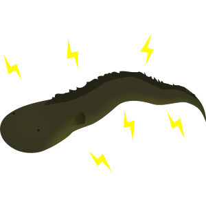 electric eel