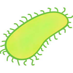 bacteria