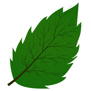 leaf