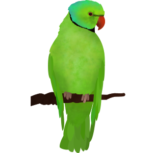 parrot