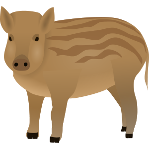 wild boar