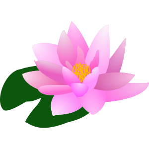 water lily